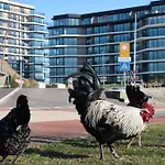 Kustverhuur, Park Schoneveld, Duinroos 108