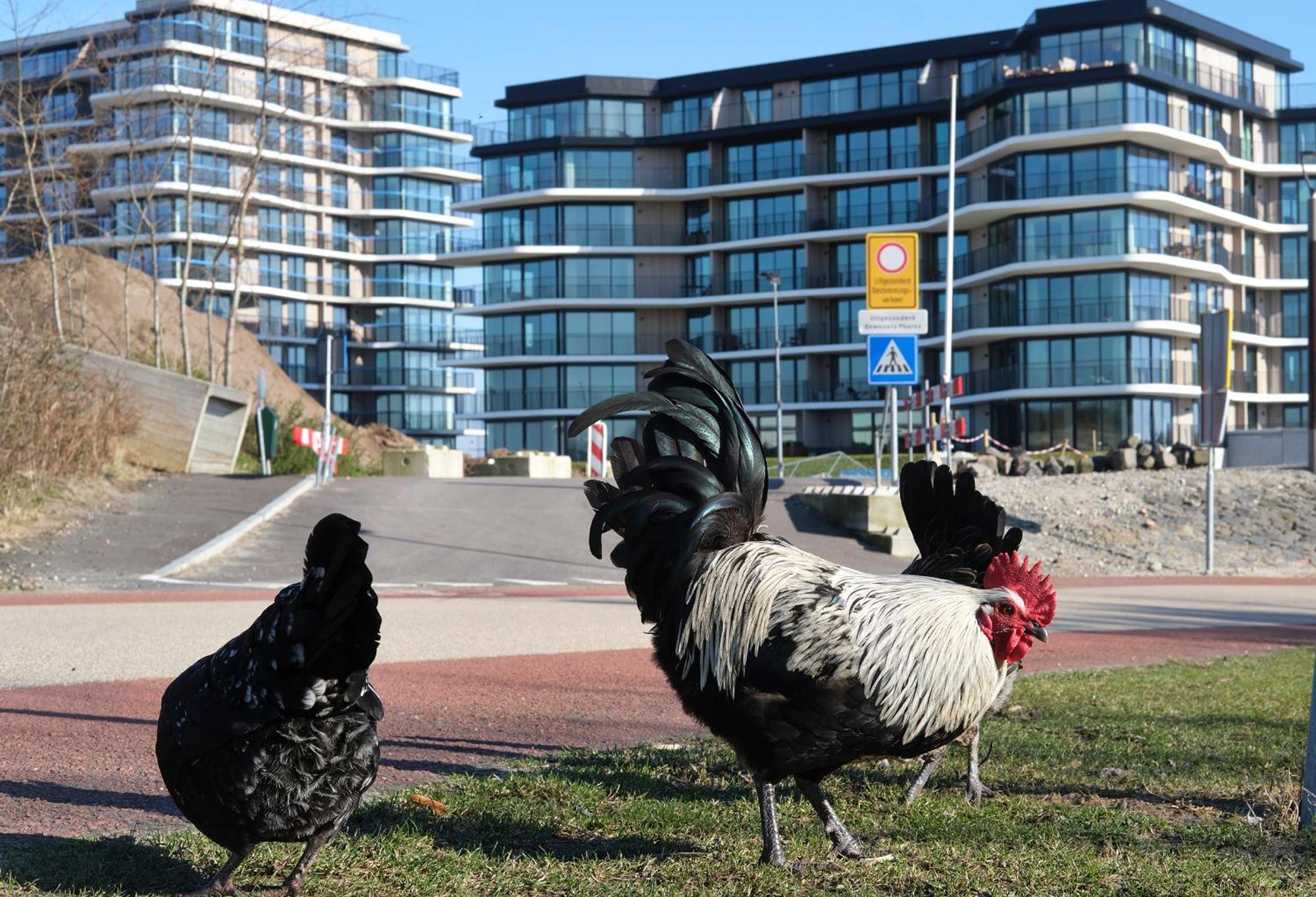 Vakantiehuis Kustverhuur, Park Schoneveld, Duinroos 108 Breskens